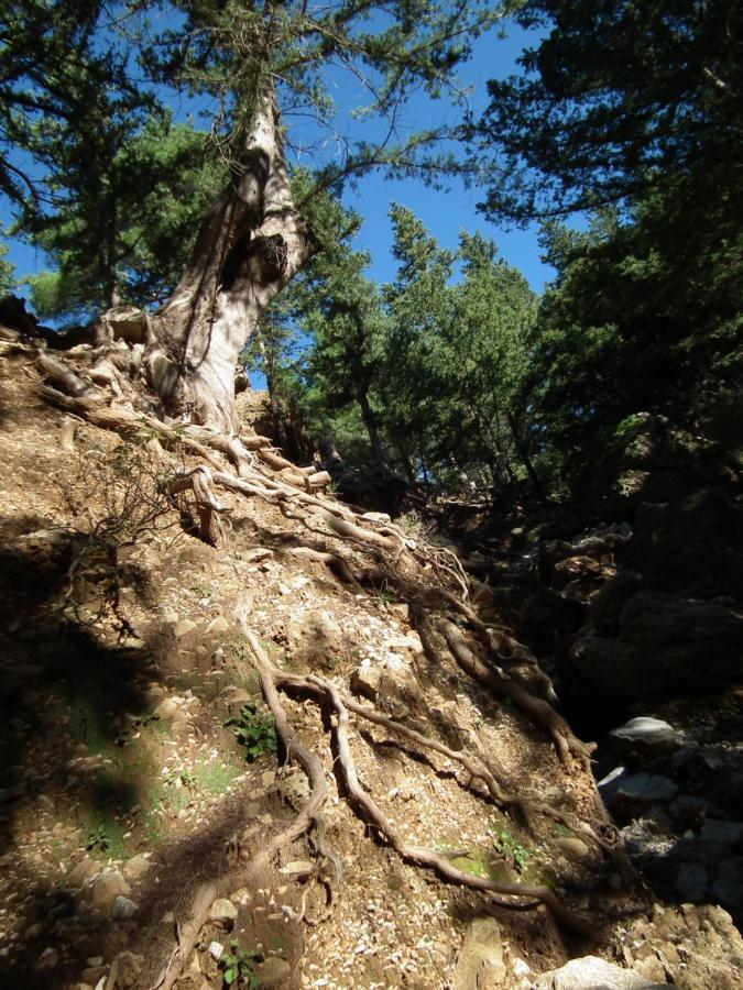 Echo Traditional House - Ηχώ Παραδοσιακό Σπίτι Émbonas Exteriör bild